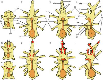 Localization of Neuropeptide Gene Expression in Larvae of an Echinoderm, the Starfish Asterias rubens